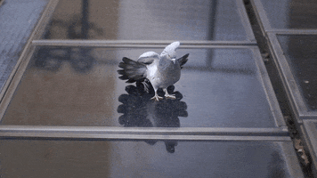 photography no GIF by HuffPost