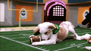 Dogs Puppies GIF by Puppy Bowl