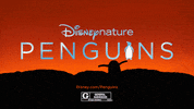 disney penguins GIF by Disneynature