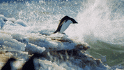 Disney Penguins GIF by Disneynature