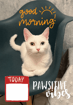 Good Morning GIF