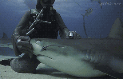 good boy shark GIF
