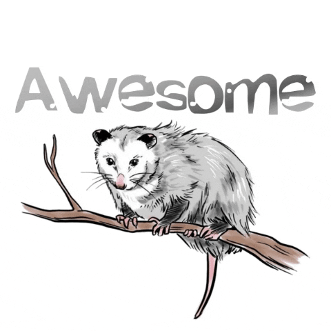 allamafahad giphygifmaker awesome possum neveen ms neveen GIF