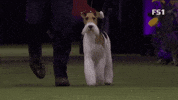Dog Show GIF by Westminster Kennel Club