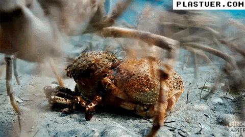 giphyupload GIF