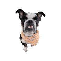 Animal Crossing Bulldog Sticker by Geekster Pets