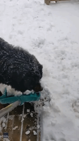 Dog Hampers Owner's Snow-Clearing Attempt