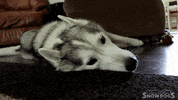 gonetothesnowdogs no nope no way husky GIF