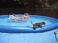 americas funniest home videos GIF by AFV Pets