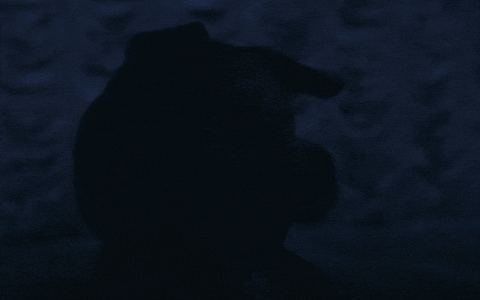 suedeofficial giphyupload pig suede animal nitrate GIF