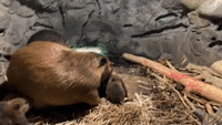 Six Baby Beavers Born at Minnesota Zoo