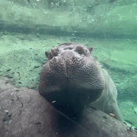 Texas Zoo Captures Hippo's Adorable 'Snooze Bubbles'