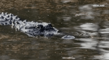 viceland GIF by Dead Set on Life