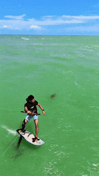 Foilturtle GIF