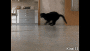 cat running GIF