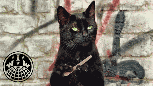 Black Cat GIF by Industrial Workers of the World