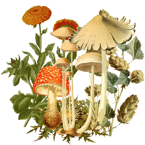 Mushroom Botanicals Sticker by Shop Dixi
