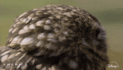 Eyes What GIF by Nat Geo Wild