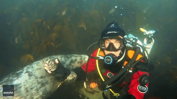 Clingy Seal Holds Hands With Diver Underwater