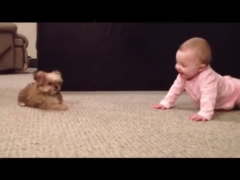 Dog Baby GIF