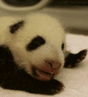giant panda bear GIF by Head Like an Orange