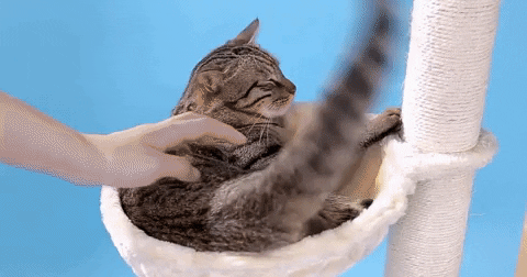 KittyNook giphyupload GIF