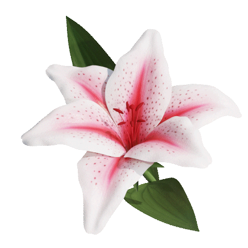 Lily Flower Sticker by rvd
