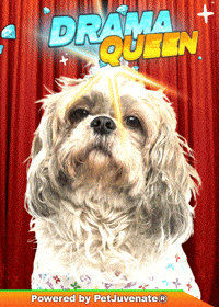 PetJuvenate funny dog puppy love cute puppy drama queen GIF