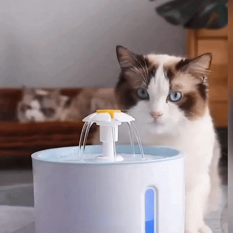 Pawzcomfort giphygifmaker GIF