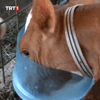 Hungry Lunch GIF by TRT