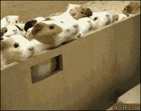 guinea pig flood GIF