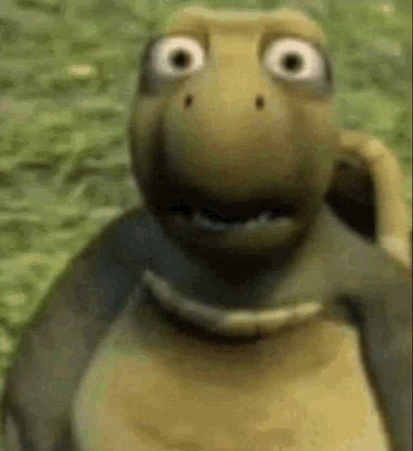 Turtle What GIF