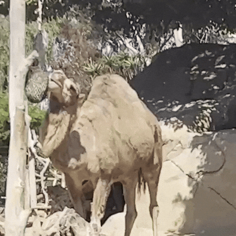 Camel Glazing GIF