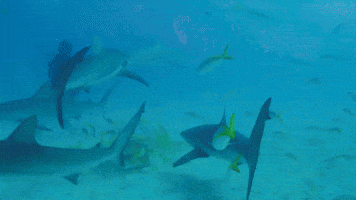 Shark Sanctuary