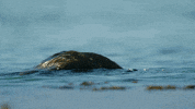 GIF by Our Planet