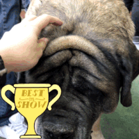 wkc 2017 GIF by Westminster Kennel Club