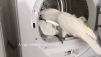 Harley the Cockatoo Helps With Household Chores