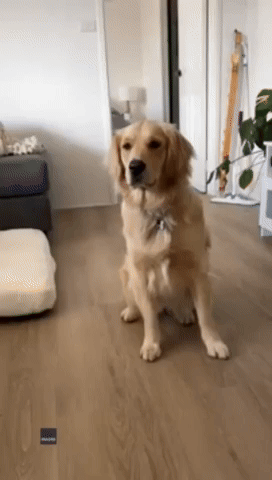 'Goofy' Golden Retriever Performs Oddest Ritual With Tomatoes