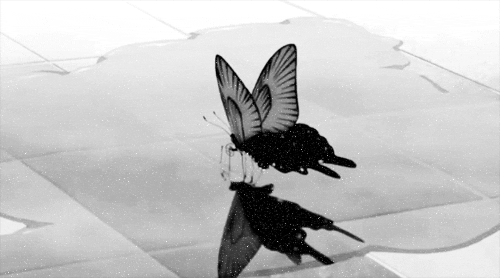 butterfly GIF