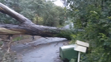 Intense Winds Uproot Tree in Melbourne Amid Severe Weather Warnings