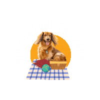 Cute Dog Sticker by Humane Society of Broward County