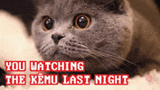 tereo GIF by Vodafone NZ