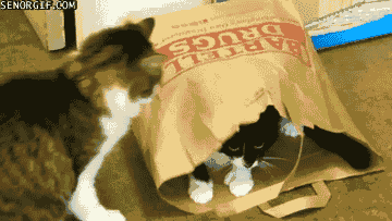 cat bags GIF by Cheezburger