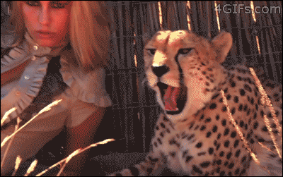 cat model GIF