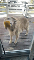 Golden Retriever Struggles with Cheese on Glass