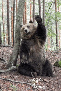 Brown Bear GIF by FOUR PAWS Australia