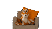 Film Fox Sticker by Verivox