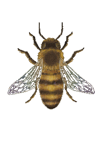 KALLIOKUVITUS queen bee wings sparkles Sticker
