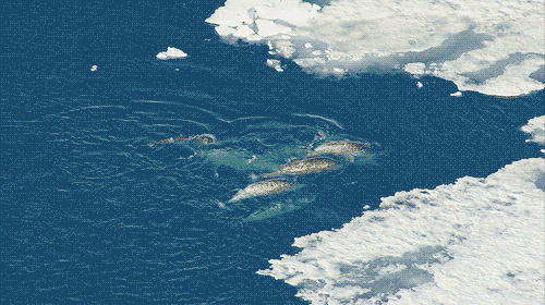 ocean narwhal GIF by Testing 1, 2, 3