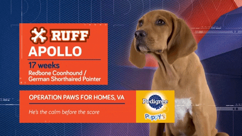 Animal Planet GIF by Puppy Bowl